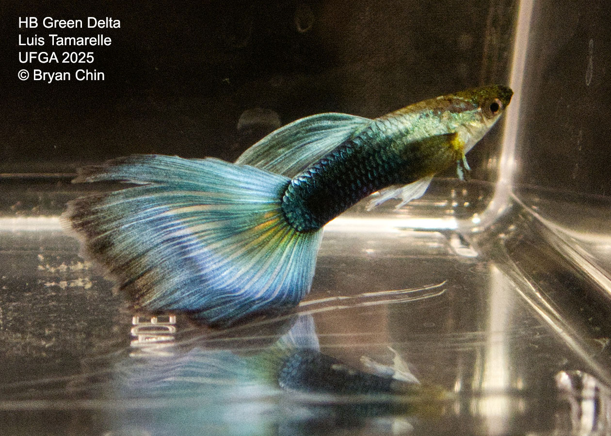 Guppy HB Green